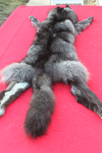 Load image into Gallery viewer, SUPER NICE BLACK FEMALE ARCTIC WOLF  ( # 1075 )TAXIDERMY QUALITY
