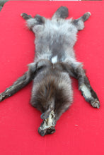 Load image into Gallery viewer, SUPER NICE BLACK FEMALE ARCTIC WOLF  ( # 1075 )TAXIDERMY QUALITY
