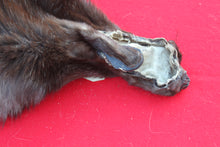 Load image into Gallery viewer, SUPER NICE BLACK FEMALE ARCTIC WOLF  ( # 1075 )TAXIDERMY QUALITY
