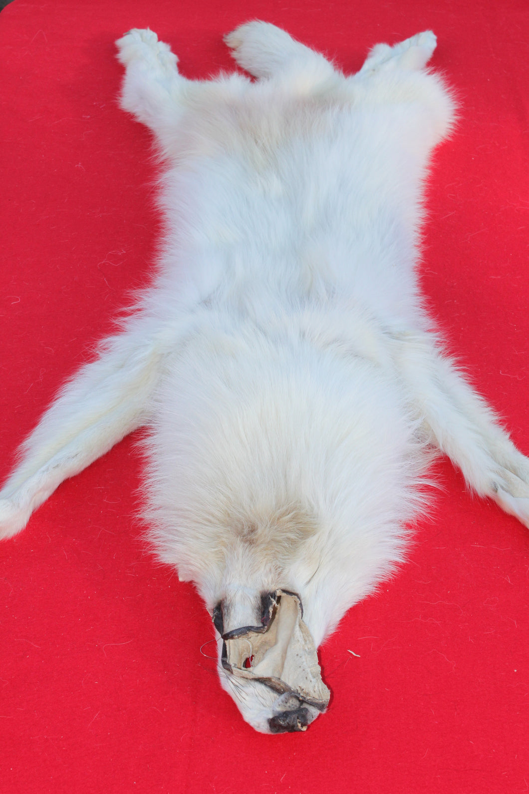 MONSTER WHITE ALPHA MALE ARCTIC WOLF        (WLF 1076 )TAXIDERMY QUALITY