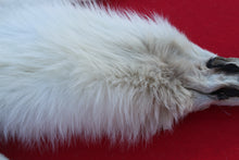 Load image into Gallery viewer, MONSTER WHITE ALPHA MALE ARCTIC WOLF        (WLF 1076 )TAXIDERMY QUALITY
