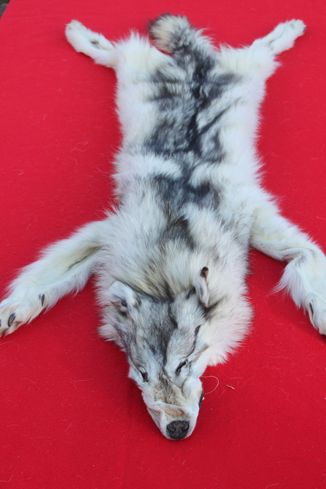 SUPER NICE WHITE /BLACK FEMALE ARCTIC WOLF  ( WLF 1077 )TAXIDERMY QUALITY