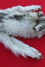 Load image into Gallery viewer, SUPER NICE WHITE /BLACK FEMALE ARCTIC WOLF  ( WLF 1077 )TAXIDERMY QUALITY
