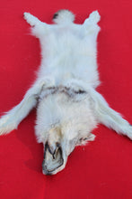 Load image into Gallery viewer, SUPER NICE WHITE /BLACK FEMALE ARCTIC WOLF  ( WLF 1077 )TAXIDERMY QUALITY
