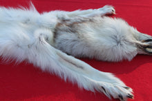 Load image into Gallery viewer, SUPER NICE WHITE /BLACK FEMALE ARCTIC WOLF  ( WLF 1077 )TAXIDERMY QUALITY
