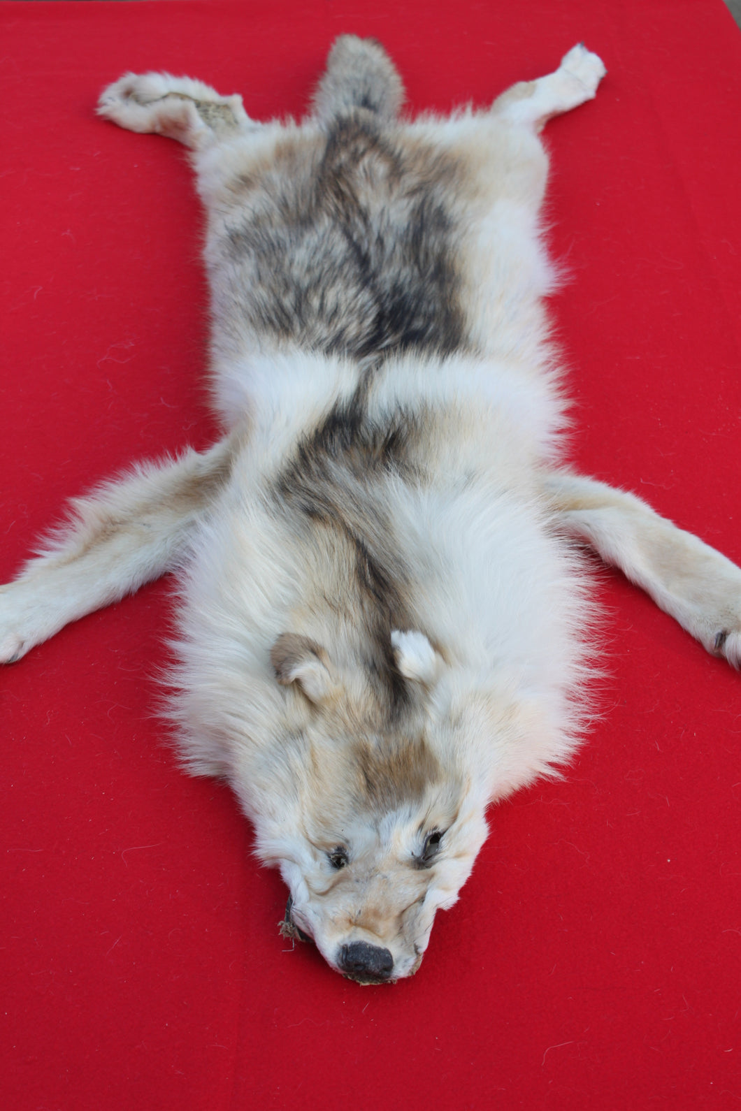 STRIKING  CARAMEL FEMALE ARCTIC WOLF      ( WLF 1078 )  TAXIDERMY QUALITY