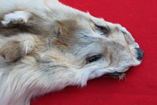 Load image into Gallery viewer, STRIKING  CARAMEL FEMALE ARCTIC WOLF      ( WLF 1078 )  TAXIDERMY QUALITY
