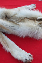 Load image into Gallery viewer, STRIKING  CARAMEL FEMALE ARCTIC WOLF      ( WLF 1078 )  TAXIDERMY QUALITY
