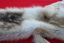 Load image into Gallery viewer, STRIKING  CARAMEL FEMALE ARCTIC WOLF      ( WLF 1078 )  TAXIDERMY QUALITY
