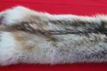 Load image into Gallery viewer, STRIKING  CARAMEL FEMALE ARCTIC WOLF      ( WLF 1078 )  TAXIDERMY QUALITY
