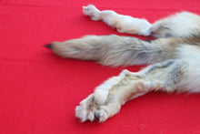 Load image into Gallery viewer, STRIKING  CARAMEL FEMALE ARCTIC WOLF      ( WLF 1078 )  TAXIDERMY QUALITY
