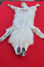 Load image into Gallery viewer, STRIKING  CARAMEL FEMALE ARCTIC WOLF      ( WLF 1078 )  TAXIDERMY QUALITY
