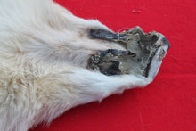 Load image into Gallery viewer, STRIKING  CARAMEL FEMALE ARCTIC WOLF      ( WLF 1078 )  TAXIDERMY QUALITY
