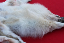 Load image into Gallery viewer, STRIKING  CARAMEL FEMALE ARCTIC WOLF      ( WLF 1078 )  TAXIDERMY QUALITY
