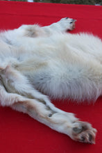 Load image into Gallery viewer, STRIKING  CARAMEL FEMALE ARCTIC WOLF      ( WLF 1078 )  TAXIDERMY QUALITY
