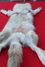 Load image into Gallery viewer, STRIKING  CARAMEL FEMALE ARCTIC WOLF      ( WLF 1078 )  TAXIDERMY QUALITY
