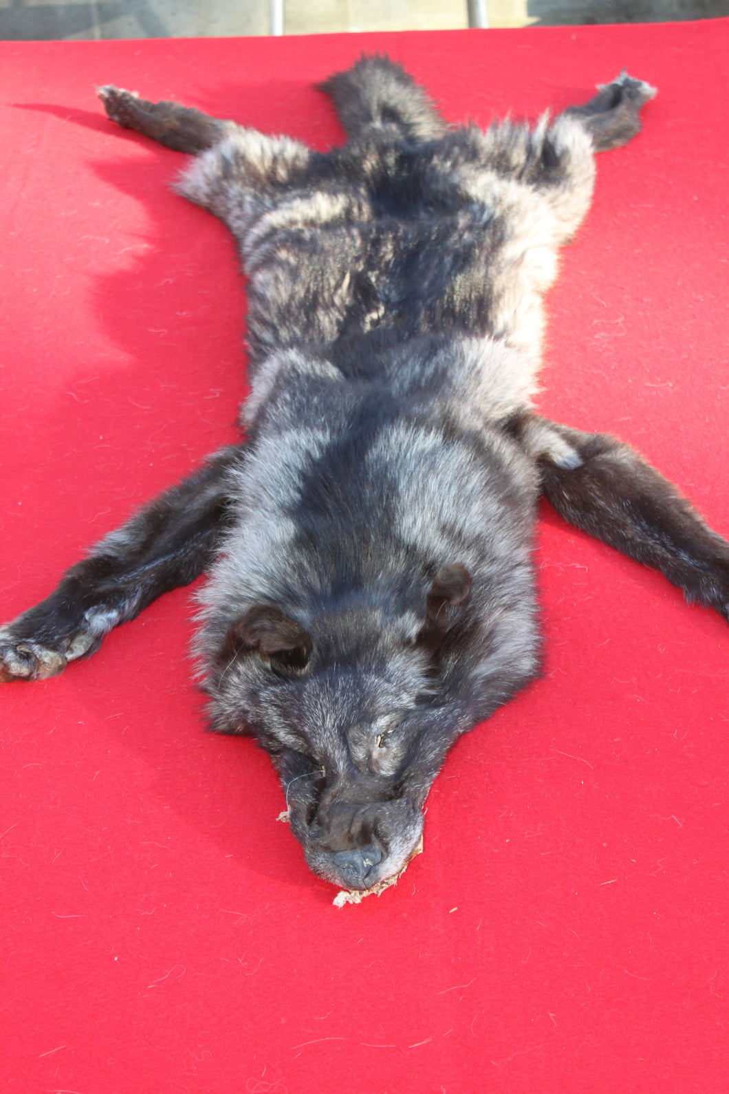 BLACK and SILVER  FEMALE ARCTIC WOLF     ( WLF 1079 )  TAXIDERMY QUALITY