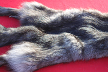 Load image into Gallery viewer, BLACK and SILVER  FEMALE ARCTIC WOLF     ( WLF 1079 )  TAXIDERMY QUALITY
