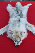 Load image into Gallery viewer, HUGE WHITE FEMALE ARCTIC WOLF        ( # WLF 1080 )  TAXIDERMY QUALITY
