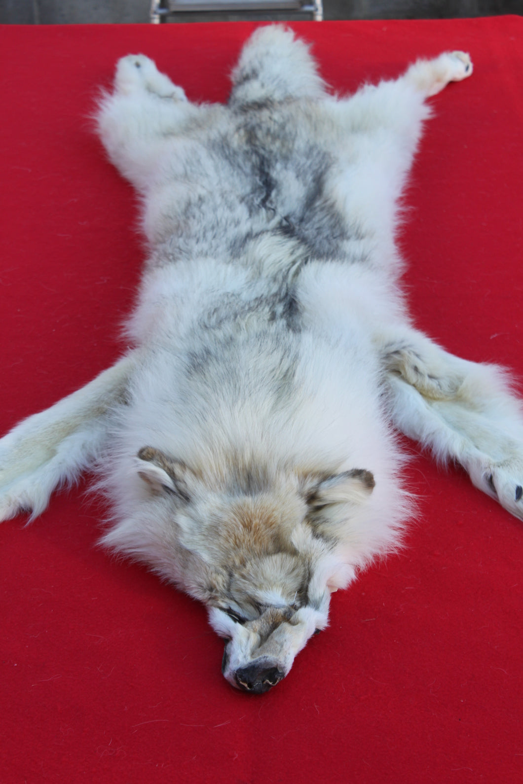 HUGE WHITE FEMALE ARCTIC WOLF        ( # WLF 1080 )  TAXIDERMY QUALITY