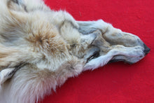 Load image into Gallery viewer, HUGE WHITE FEMALE ARCTIC WOLF        ( # WLF 1080 )  TAXIDERMY QUALITY
