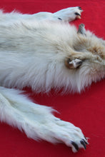 Load image into Gallery viewer, HUGE WHITE FEMALE ARCTIC WOLF        ( # WLF 1080 )  TAXIDERMY QUALITY
