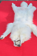 Load image into Gallery viewer, HUGE WHITE FEMALE ARCTIC WOLF        ( # WLF 1080 )  TAXIDERMY QUALITY
