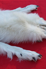 Load image into Gallery viewer, HUGE WHITE FEMALE ARCTIC WOLF        ( # WLF 1080 )  TAXIDERMY QUALITY
