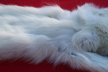 Load image into Gallery viewer, HUGE WHITE FEMALE ARCTIC WOLF        ( # WLF 1080 )  TAXIDERMY QUALITY
