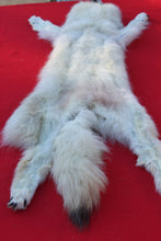 Load image into Gallery viewer, HUGE WHITE FEMALE ARCTIC WOLF        ( # WLF 1080 )  TAXIDERMY QUALITY
