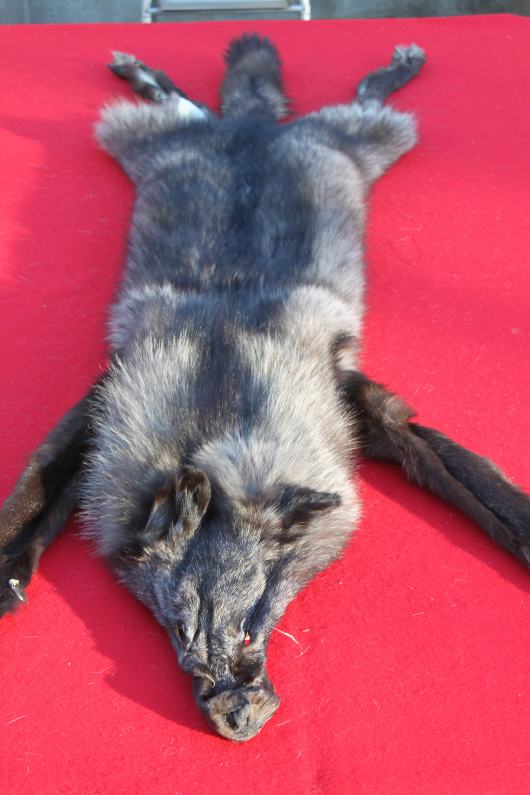 XXLARGE BLACK MALE ARCTIC WOLF        (# 1082 )  HAS FEET AND CLAWS