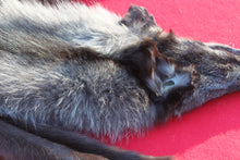 Load image into Gallery viewer, XXLARGE BLACK MALE ARCTIC WOLF        (# 1082 )  HAS FEET AND CLAWS
