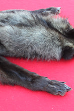 Load image into Gallery viewer, MONSTER BLACK  FEMALE ARCTIC WOLF       ( # 1083 )TAXIDERMY QUALITY
