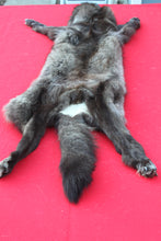 Load image into Gallery viewer, MONSTER BLACK  FEMALE ARCTIC WOLF       ( # 1083 )TAXIDERMY QUALITY
