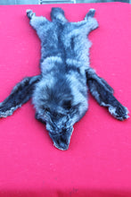 Load image into Gallery viewer, XXX LARGE BLACK FEMALE ARCTIC WOLF         (  # WLF 1084 )   TAXIDERMY QUALITY
