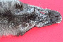 Load image into Gallery viewer, XXX LARGE BLACK FEMALE ARCTIC WOLF         (  # WLF 1084 )   TAXIDERMY QUALITY
