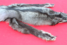 Load image into Gallery viewer, XXX LARGE BLACK FEMALE ARCTIC WOLF         (  # WLF 1084 )   TAXIDERMY QUALITY
