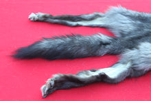 Load image into Gallery viewer, XXX LARGE BLACK FEMALE ARCTIC WOLF         (  # WLF 1084 )   TAXIDERMY QUALITY
