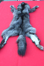 Load image into Gallery viewer, XXX LARGE BLACK FEMALE ARCTIC WOLF         (  # WLF 1084 )   TAXIDERMY QUALITY
