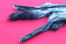 Load image into Gallery viewer, XXX LARGE BLACK FEMALE ARCTIC WOLF         (  # WLF 1084 )   TAXIDERMY QUALITY
