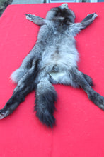 Load image into Gallery viewer, XXX LARGE BLACK FEMALE ARCTIC WOLF         (  # WLF 1084 )   TAXIDERMY QUALITY
