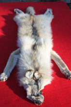 Load image into Gallery viewer, Canadian Arctic Wolf - Taxidermy Quality - WLF1061

