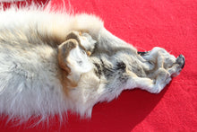 Load image into Gallery viewer, Canadian Arctic Wolf - Taxidermy Quality - WLF1061
