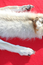 Load image into Gallery viewer, Canadian Arctic Wolf - Taxidermy Quality - WLF1061
