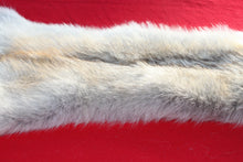 Load image into Gallery viewer, Canadian Arctic Wolf - Taxidermy Quality - WLF1061
