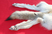Load image into Gallery viewer, Canadian Arctic Wolf - Taxidermy Quality - WLF1061
