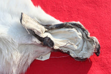 Load image into Gallery viewer, Canadian Arctic Wolf - Taxidermy Quality - WLF1061
