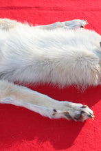 Load image into Gallery viewer, Canadian Arctic Wolf - Taxidermy Quality - WLF1061

