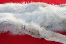 Load image into Gallery viewer, Canadian Arctic Wolf - Taxidermy Quality - WLF1061
