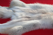 Load image into Gallery viewer, Canadian Arctic Wolf - Taxidermy Quality - WLF1061
